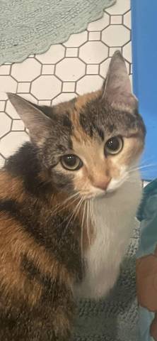 Mistletoe, adopted