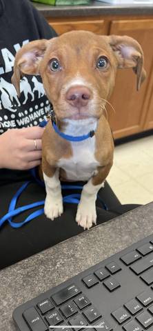 Scooby, adopted
