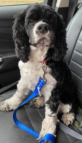 Oreo, adopted