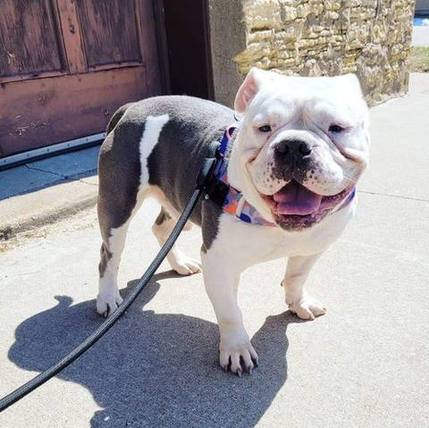 Louie, adopted