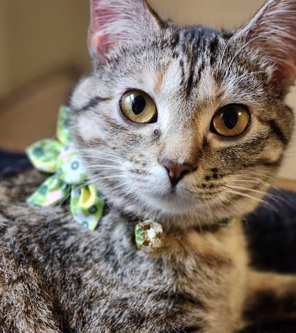 Honey, adopted
