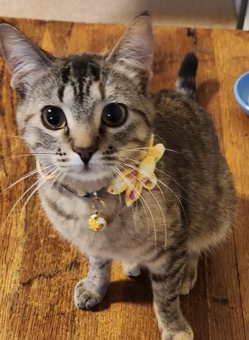 Pepper, adopted