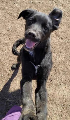 Curly, adopted