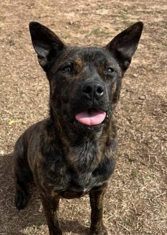 Sookie, adopted