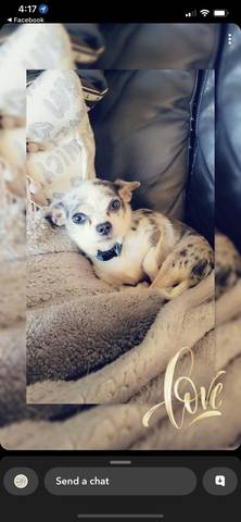April, adopted