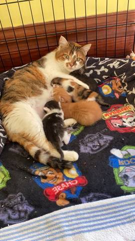 KitKat, adopted