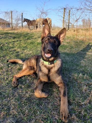 Riley, adopted