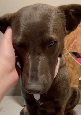 Mollie, adopted