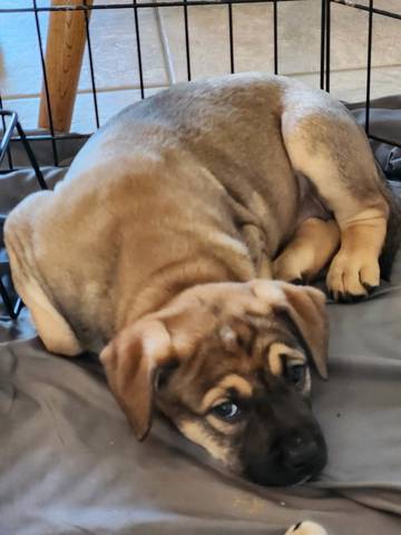 Ariel, adopted