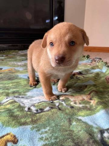 Flynn, adopted