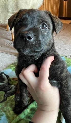 Miss Bianca, adopted