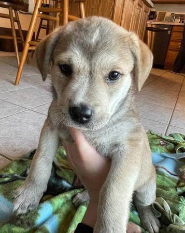 Lilo, adopted