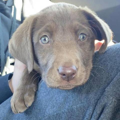 Raptor, adopted
