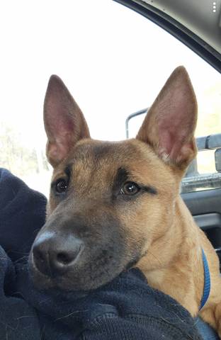 Peach, adopted