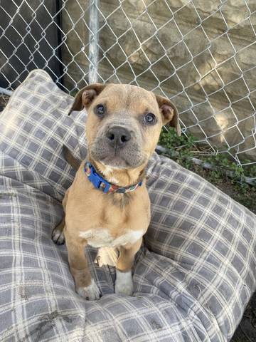 Petunia, adopted