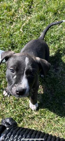 Abu, adopted