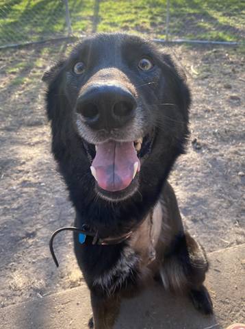 Echo, adopted