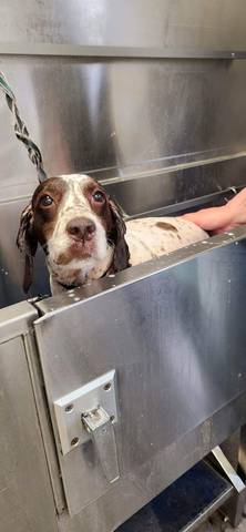 Dottie, adopted
