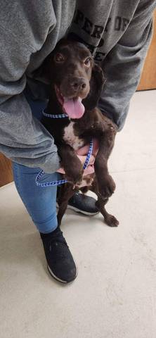 Reggie, adopted