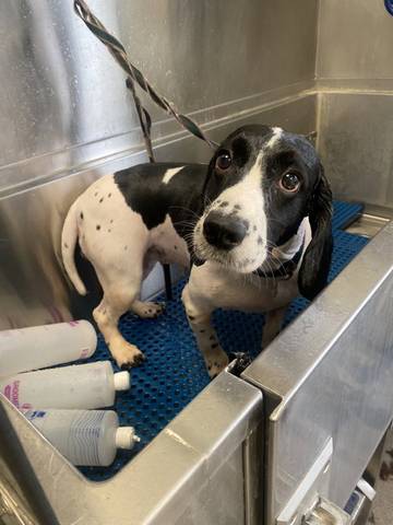 Daphne, adopted