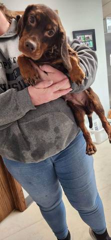 Ruby, adopted