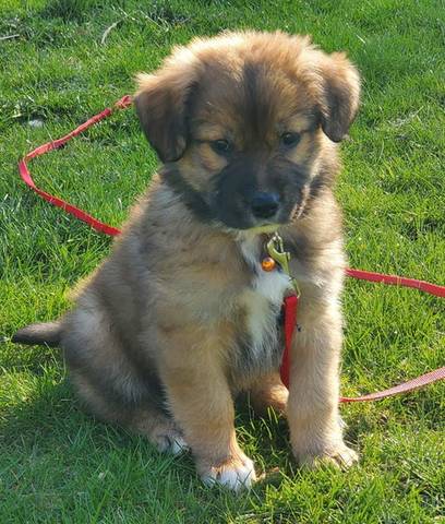 Bubba, adopted
