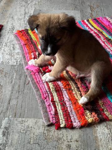 Gus, adopted