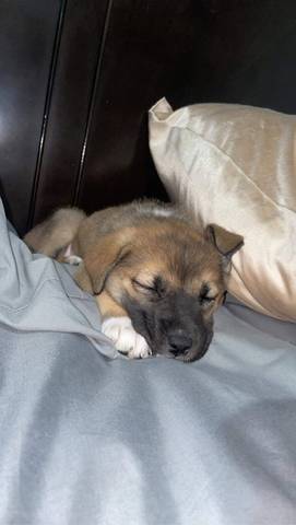 Ozzie, adopted