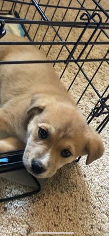 Trixie, adopted