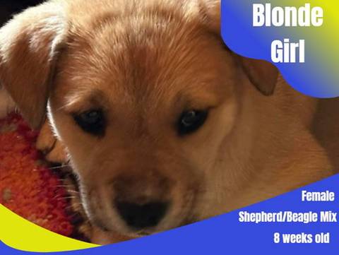 Chloe, adopted