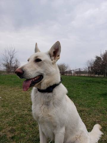 Ghost, adopted