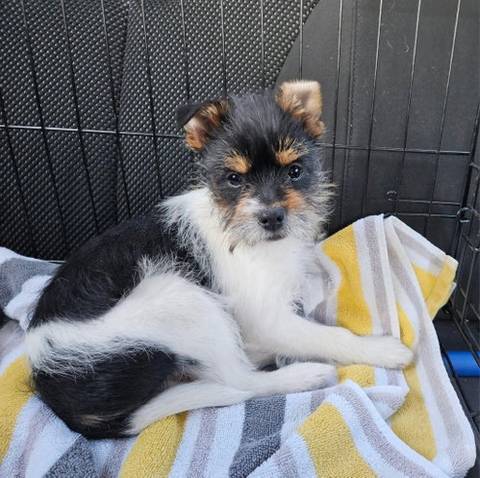Winston, adopted