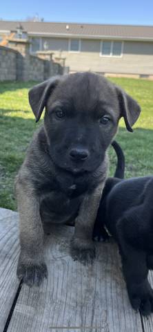 Grizzly, adopted
