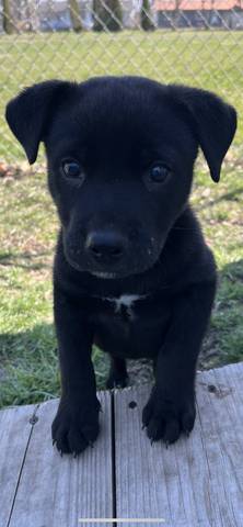Bear, adopted