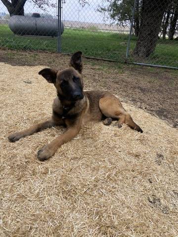 Loki, adopted