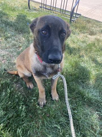 Thor, adopted