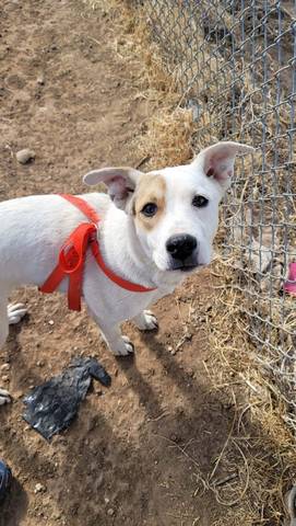 Wish, adopted