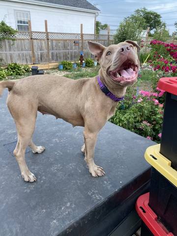 Flossy, adopted