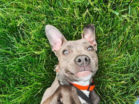 Josie, adopted