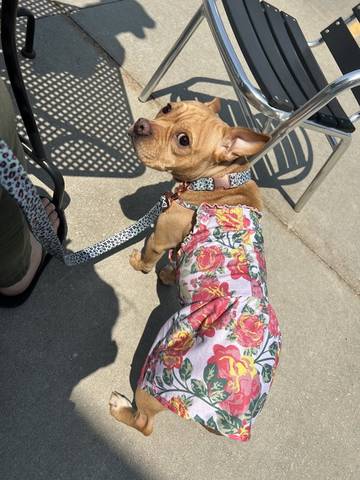 Chicken Nugget, adopted
