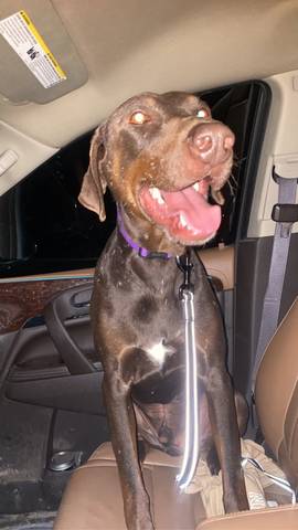 Bruno, adopted
