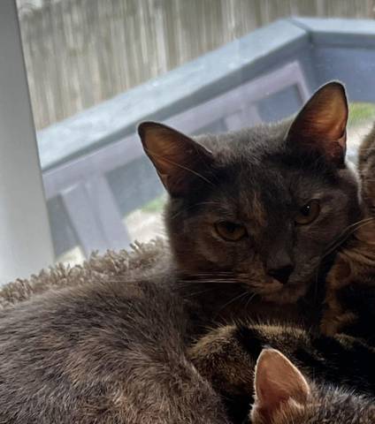 Juli, adopted
