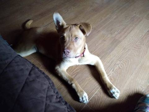 Reese, adopted