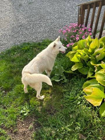 Bobby, adopted