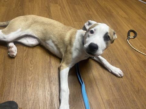 Clementine, adopted