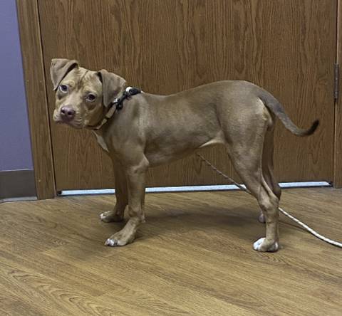 Cashew, adopted
