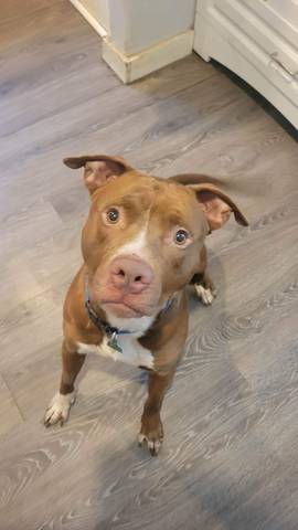 Ace, adopted