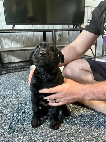 Quinn, adopted