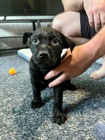 Randy, adopted