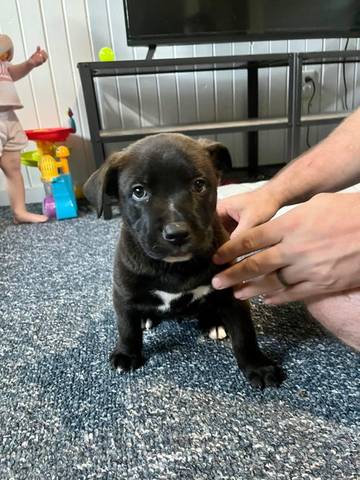 Phil, adopted